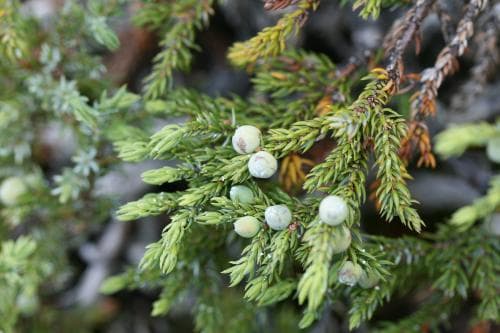 fjäll-en Juniperus communis var. saxatilis