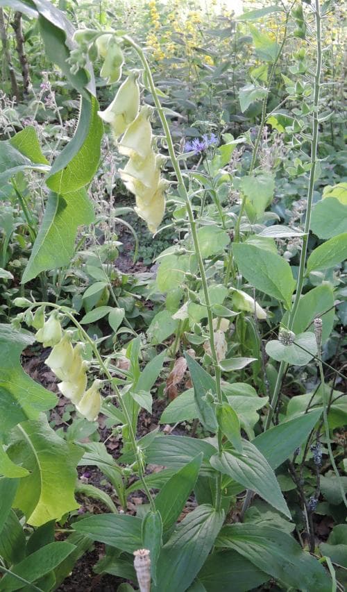 gul fingerborgsblomma Digitalis grandiflora