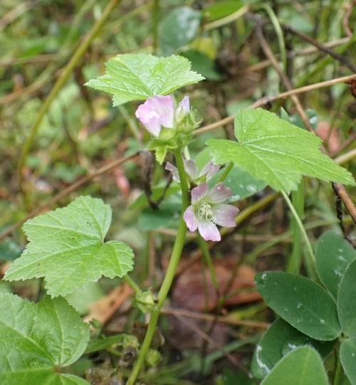 äkta kransmalva Malva verticillata var. verticillata
