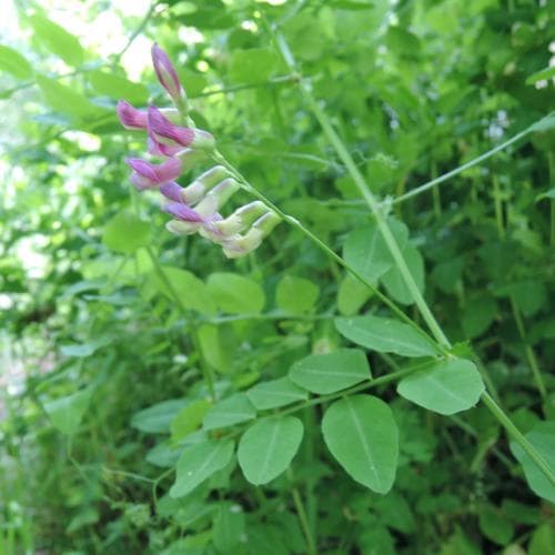 buskvicker Vicia dumetorum