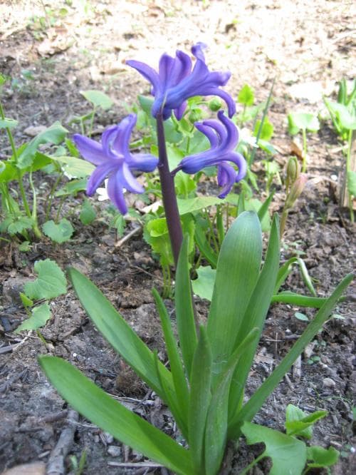 hyacint Hyacinthus orientalis