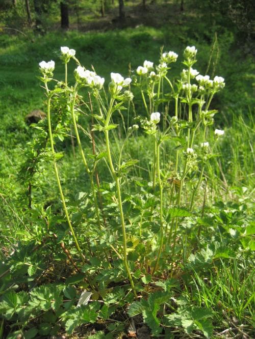 trollsmultron Drymocallis rupestris