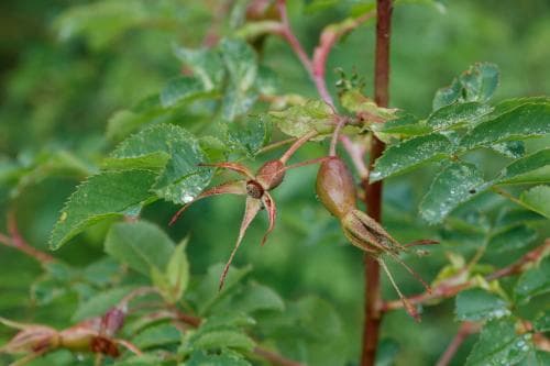 bergros Rosa pendulina