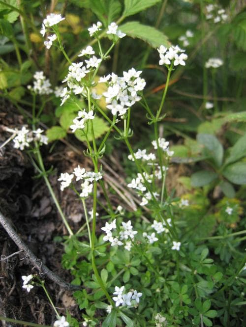 stenmåra Galium saxatile