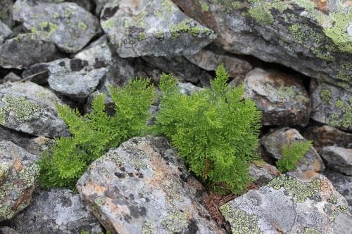 krusbräken Cryptogramma crispa