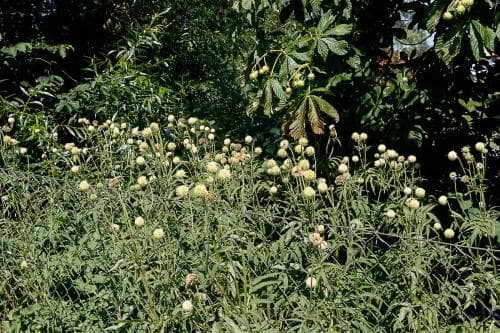 jättevädd Cephalaria gigantea
