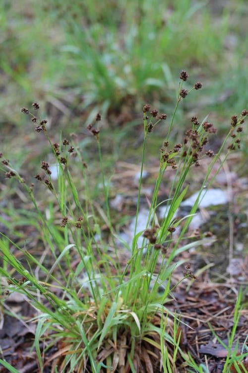 vanlig ängsfryle Luzula multiflora subsp. multiflora