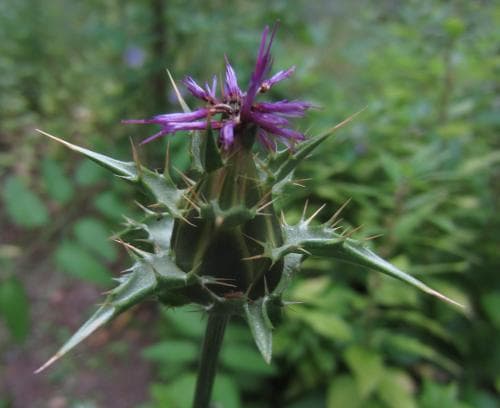 mariatistel Silybum marianum