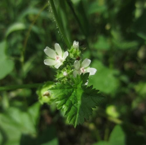 vit kattost Malva pusilla