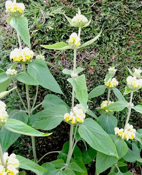 gul lejonsvans Phlomis russeliana
