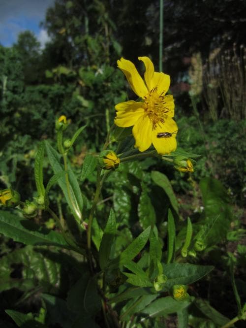 nigerfrö Guizotia abyssinica