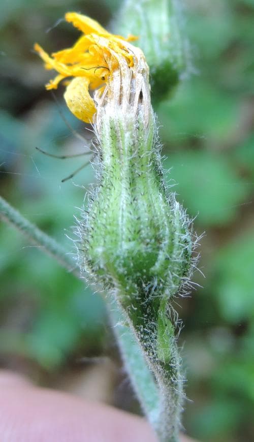 sydlig trollfibbla Hieracium pycnodon