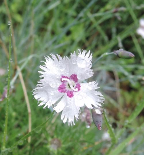 bergnejlika Dianthus gratianopolitanus