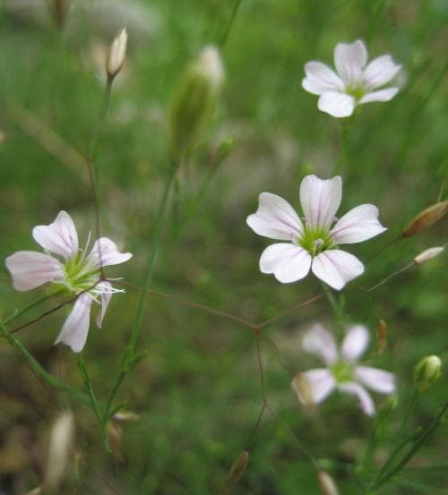 klippnejlika Petrorhagia saxifraga