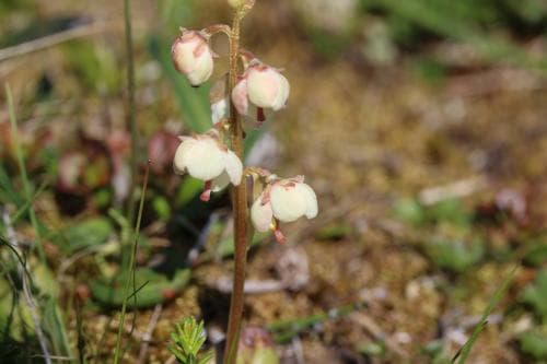 norskpyrola Pyrola rotundifolia subsp. norvegica