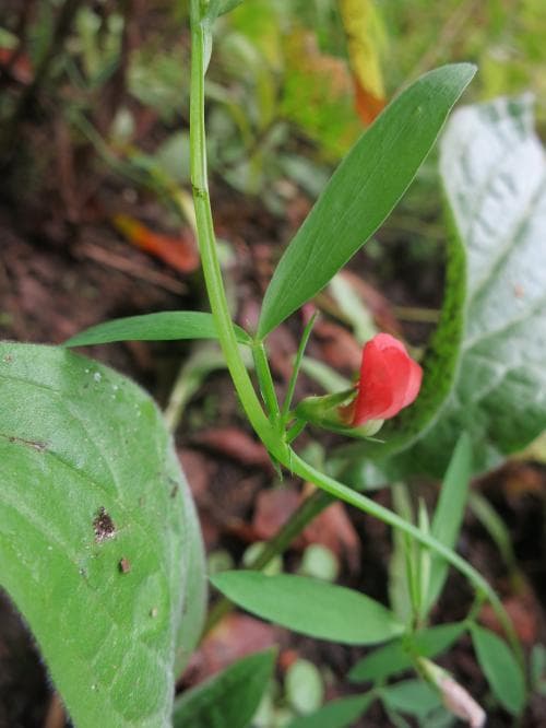 vårvial Lathyrus sphaericus