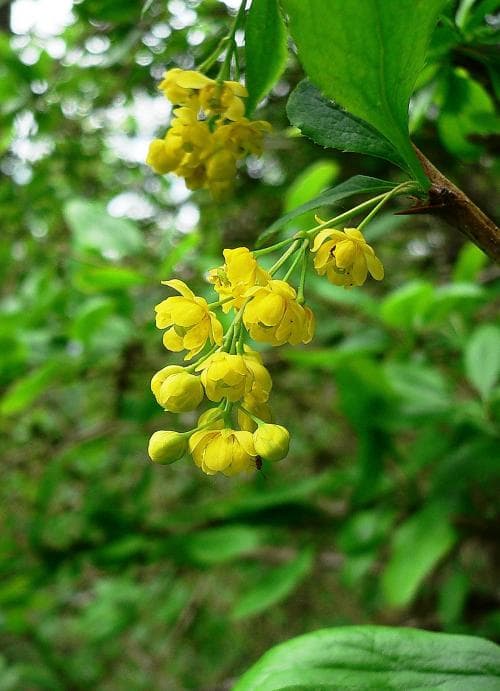 berberis Berberis vulgaris