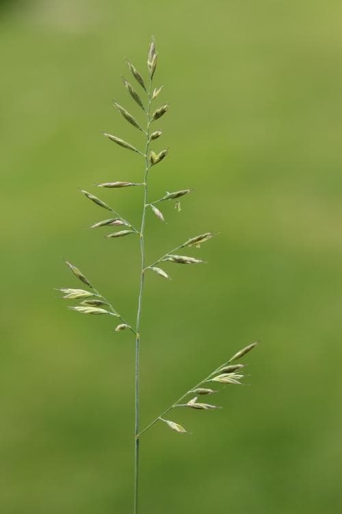 hårdsvingel Festuca brevipila
