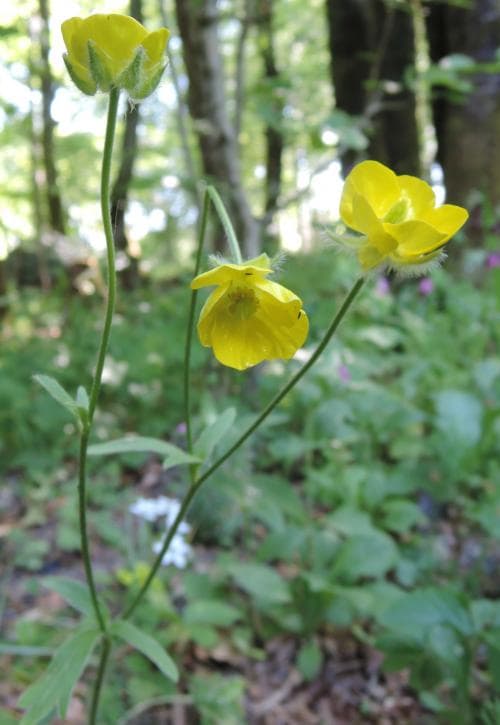luddranunkel Ranunculus psilostachys