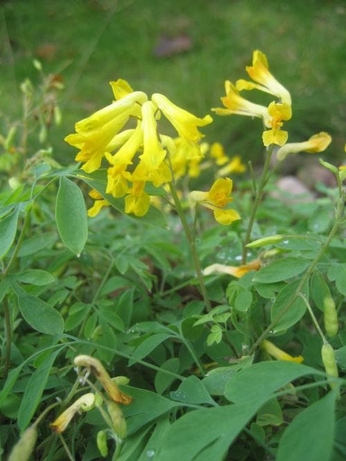 gul nunneört Pseudofumaria lutea