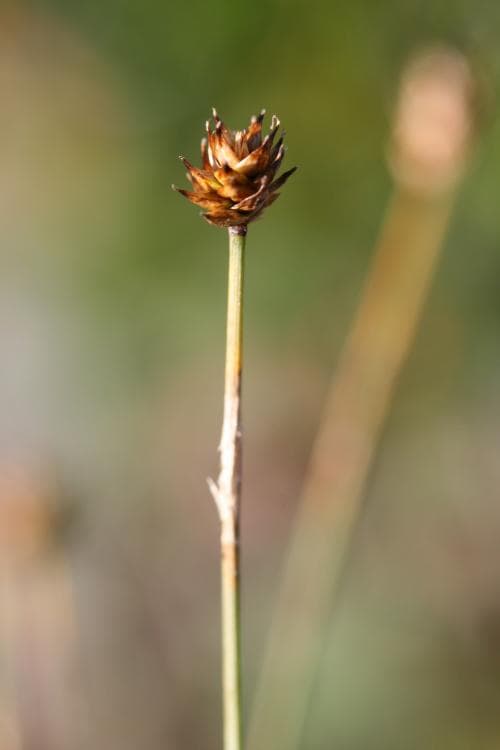 renstarr Carex arctogena