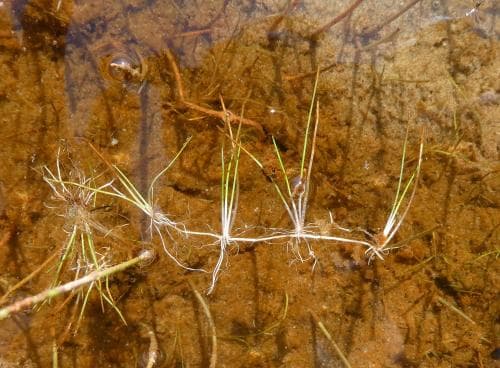 nålsäv Eleocharis acicularis