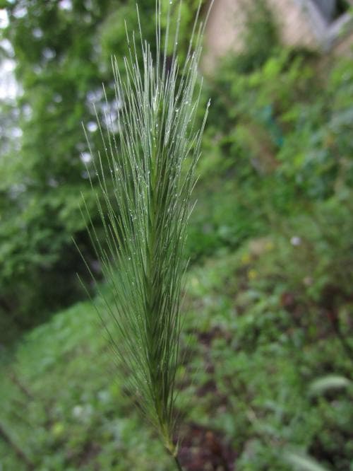 vanligt vildkorn Hordeum murinum subsp. murinum