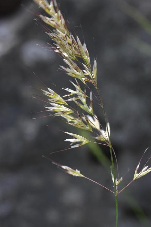 luddhavre Avenula pubescens