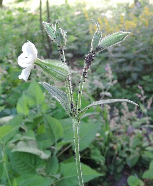 vitblära Silene latifolia subsp. alba