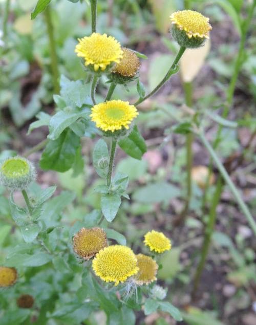 loppört Pulicaria vulgaris