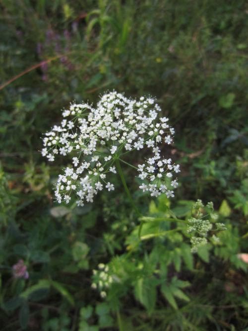 stor bockrot Pimpinella major