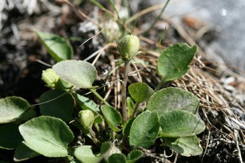 lappviol Viola rupestris subsp. relicta