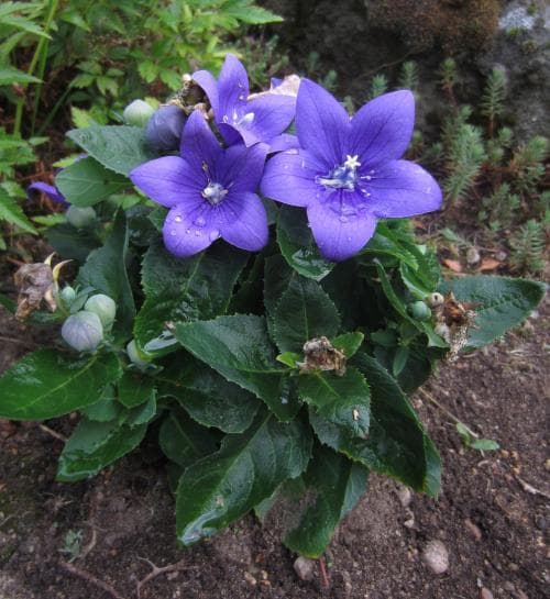 praktklocka Platycodon grandiflorus