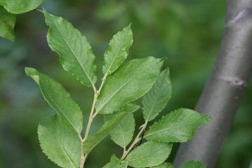 sätervide Salix myrsinifolia subsp. borealis