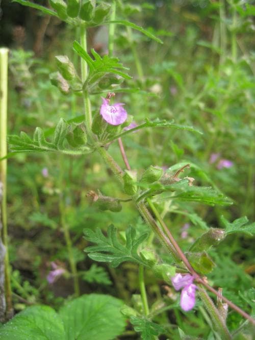 druvgamander Teucrium botrys