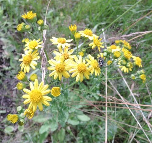 alvarstånds Jacobaea vulgaris subsp. gotlandica