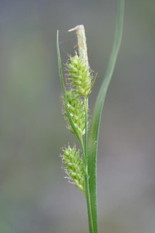 blekstarr Carex pallescens