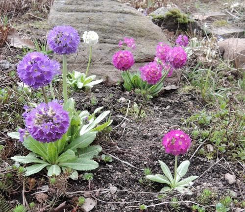 bollviva Primula denticulata