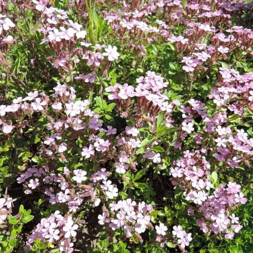 liten såpnejlika Saponaria ocymoides