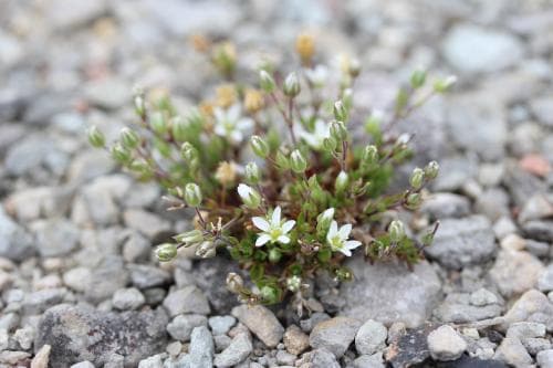 kalknarv Arenaria gothica