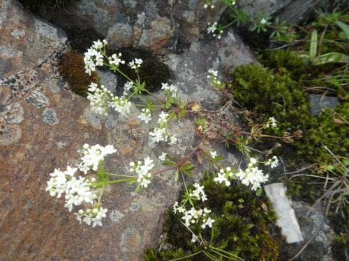 islandsmåra Galium normanii subsp. islandicum