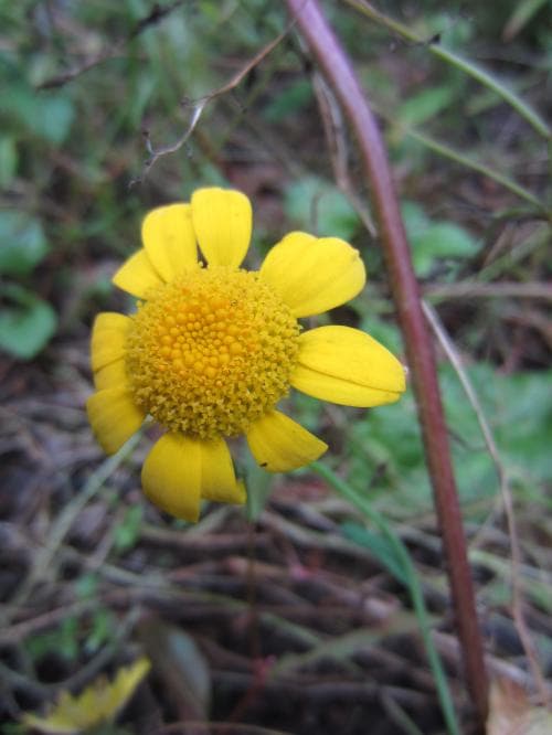 gullkrage Glebionis segetum