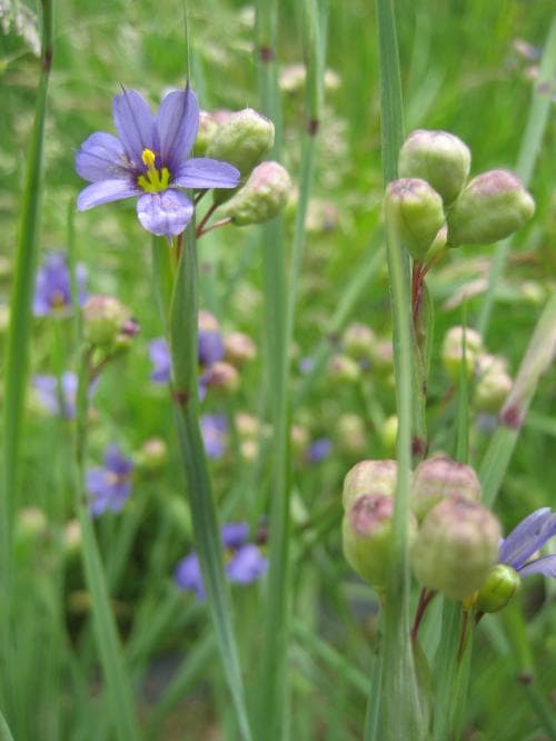 gräslilja Sisyrinchium montanum