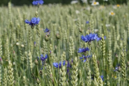 blåklint Centaurea cyanus