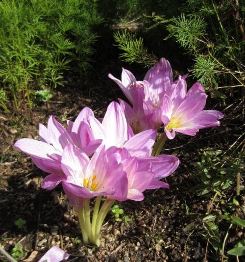 prakttidlösa Colchicum speciosum