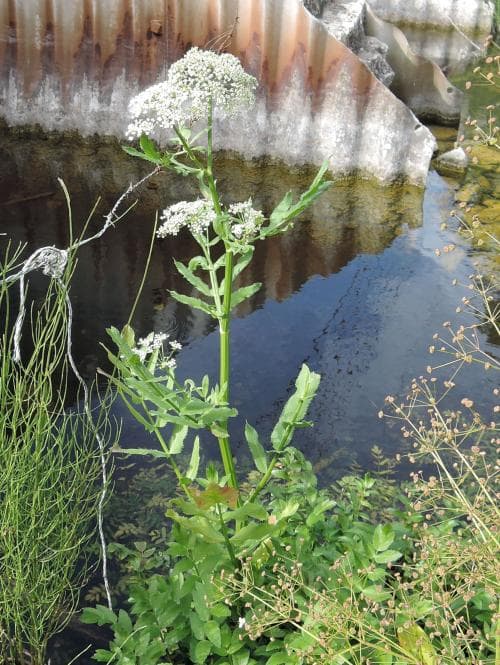 vattenmärke Sium latifolium
