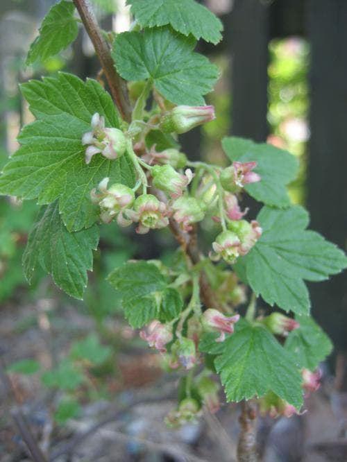 svarta vinbär Ribes nigrum