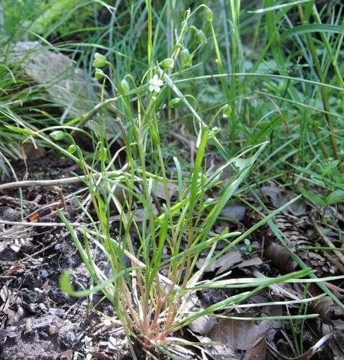smalbladig källört Montia linearis