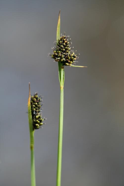 fjällstarr Carex norvegica