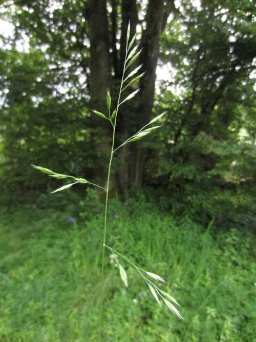 vanlig rödsvingel Festuca rubra subsp. rubra